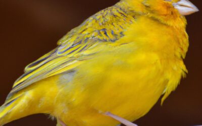 the Enchanting World of ‌Singing Canaries: A Melodic Journey